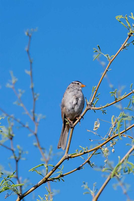 White-crowned sparrow
