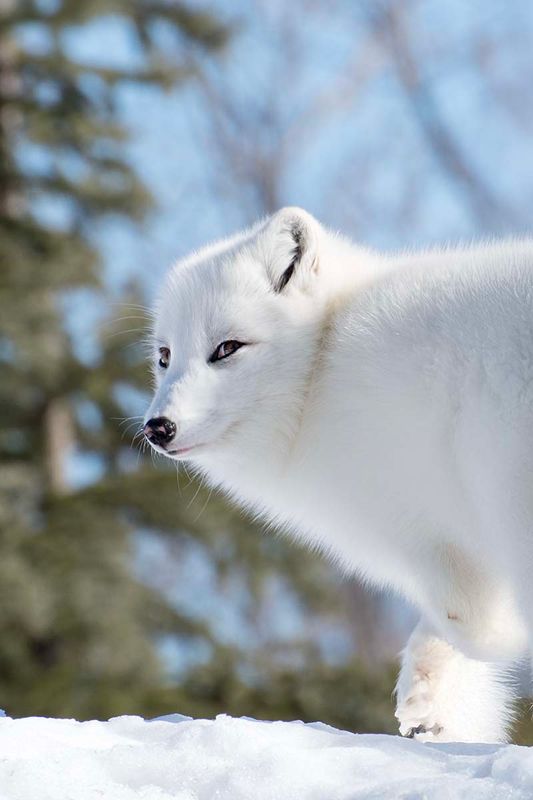 Arctic fox