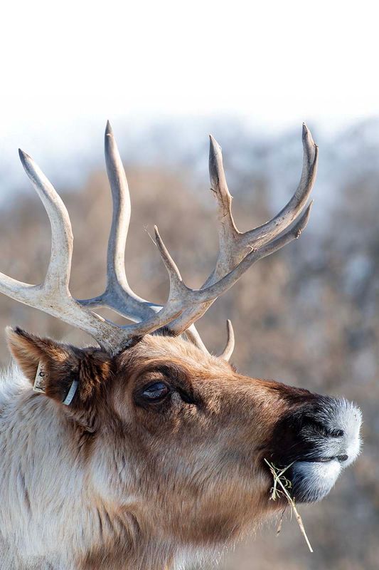 Reindeer