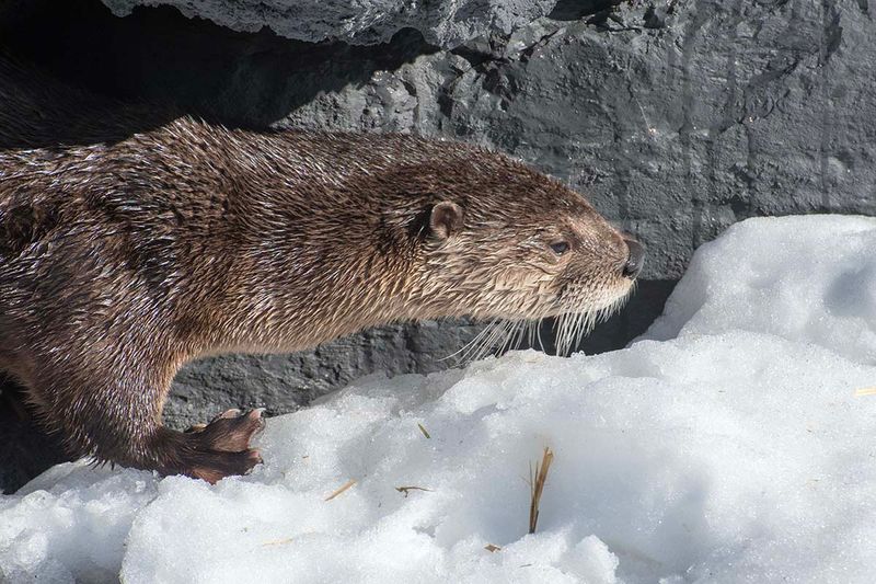 North American River Otter