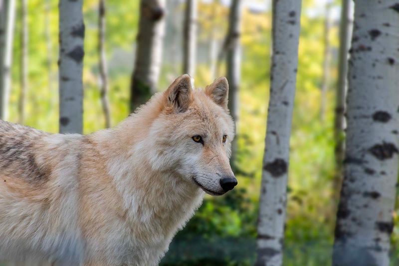 Wolfdog