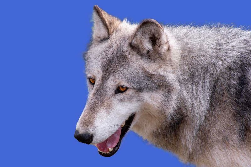 Wolfdog