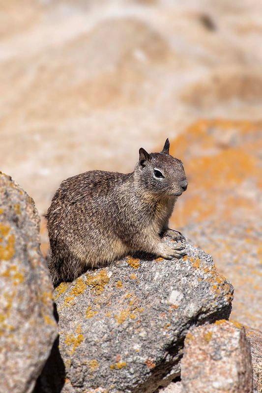 California ground squirrel
