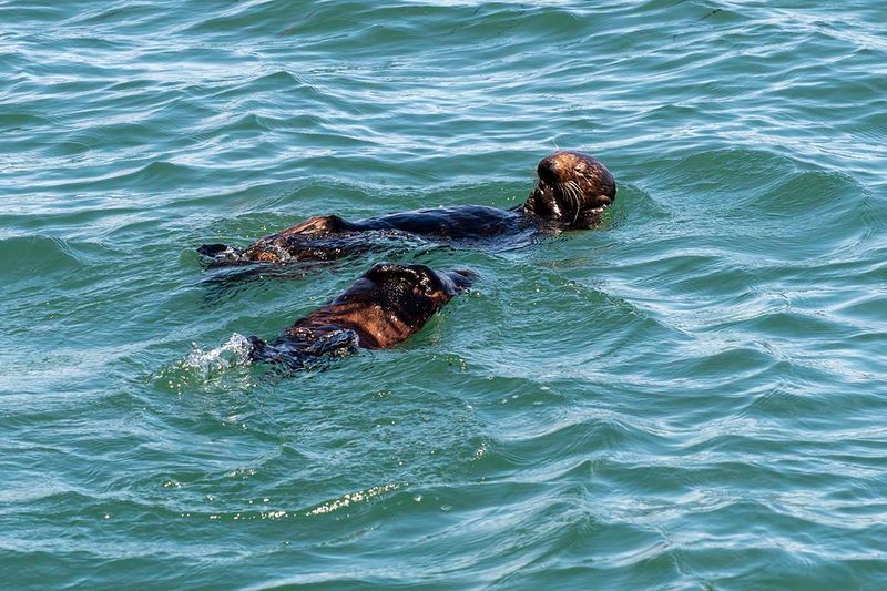 Sea otter