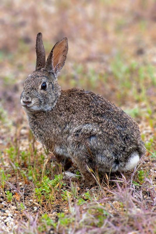 Brush rabbit