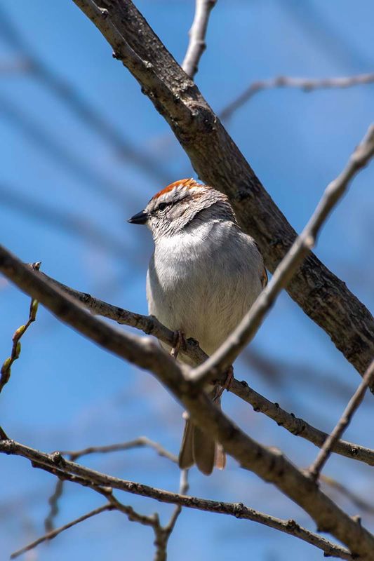 Chipping Sparrow