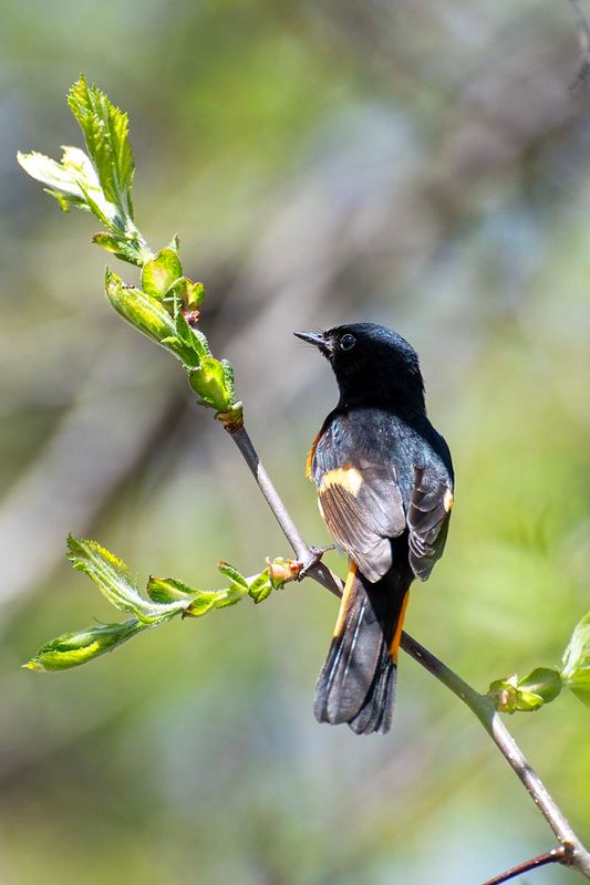 American Redstart