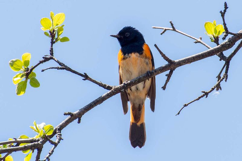 American Redstart