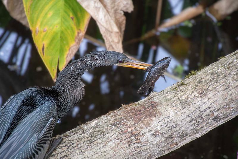 Anhinga