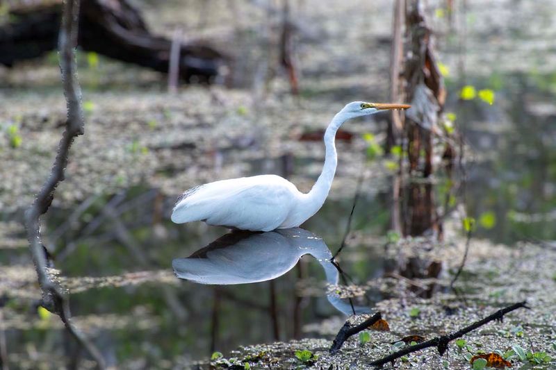 Great Egret