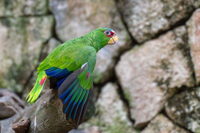 White-fronted Parrot