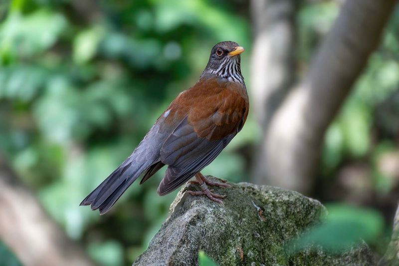 Rufous-backed thrush
