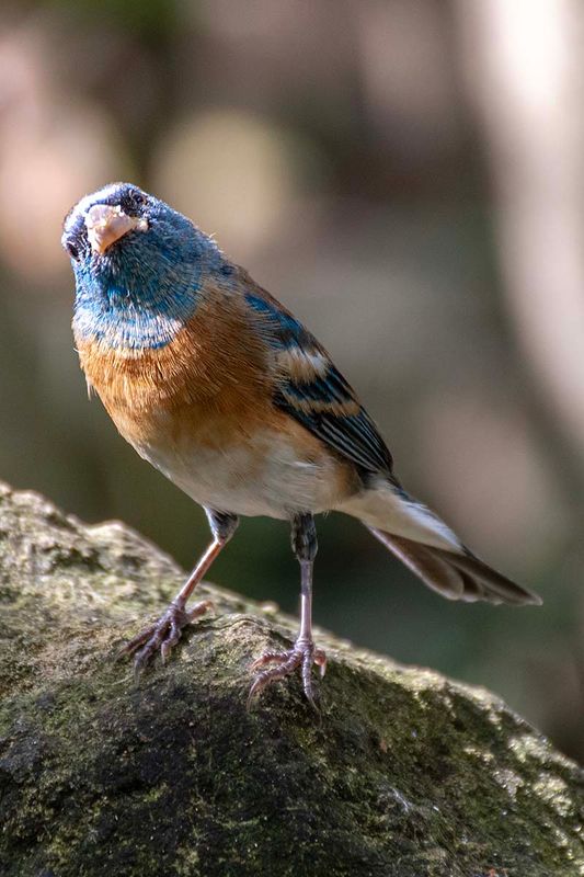 Lazuli Bunting