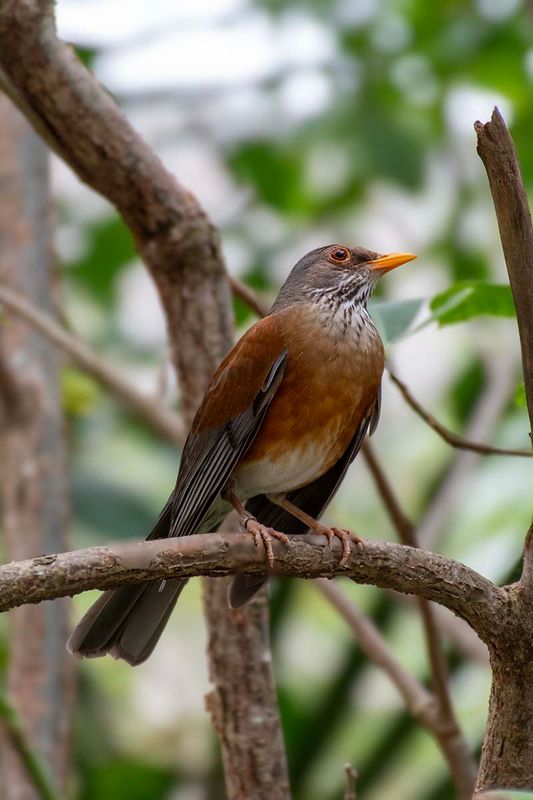 Rufous-backed thrush