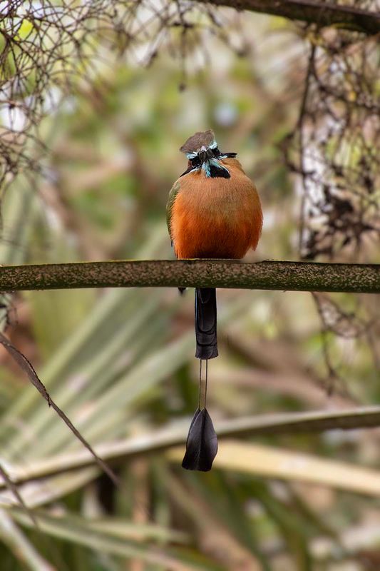 Turquoise-browed Motmot