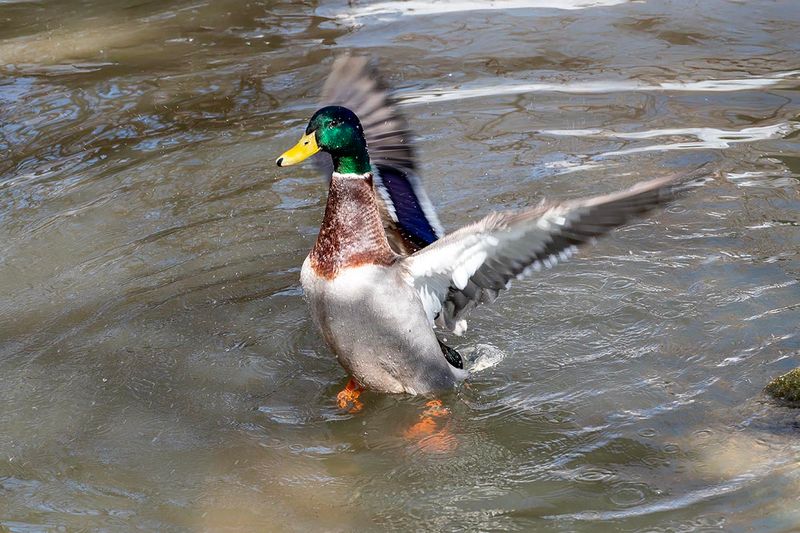 Mallard