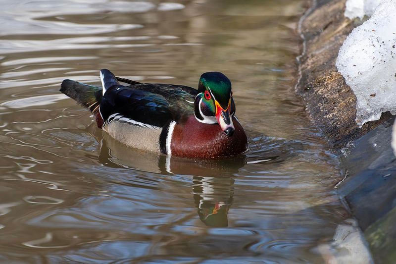 Wood Duck