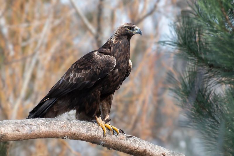 Golden Eagle