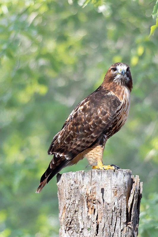 Red-tailed Hawk