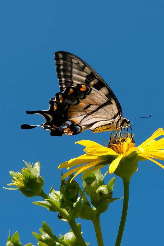 butterflies