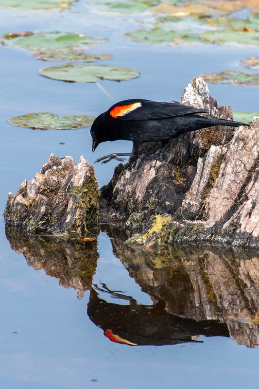 Various Birds