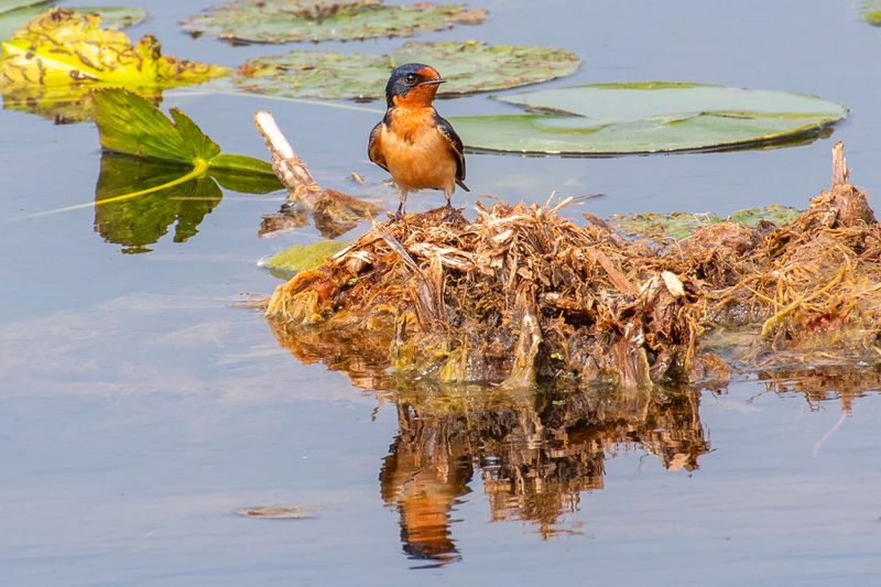 Barn Swallow