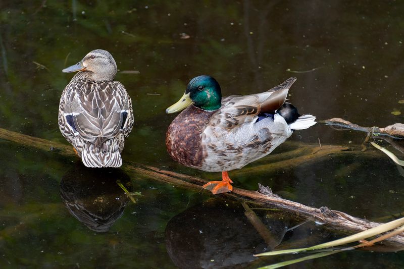 Mallard ducks