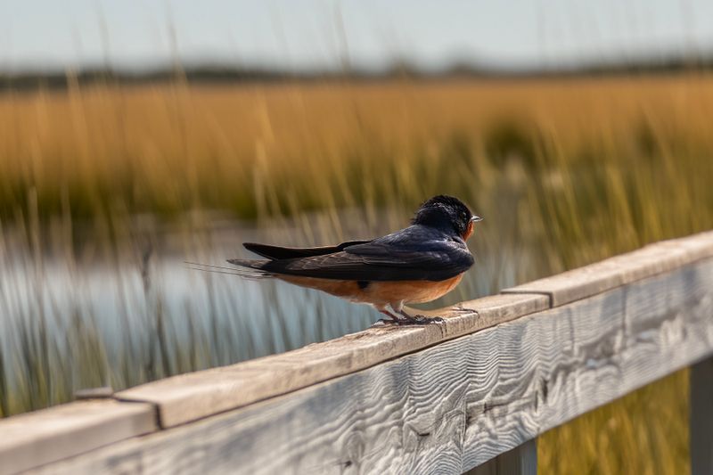 Barn Swallow