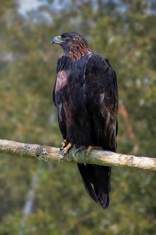 Golden Eagle