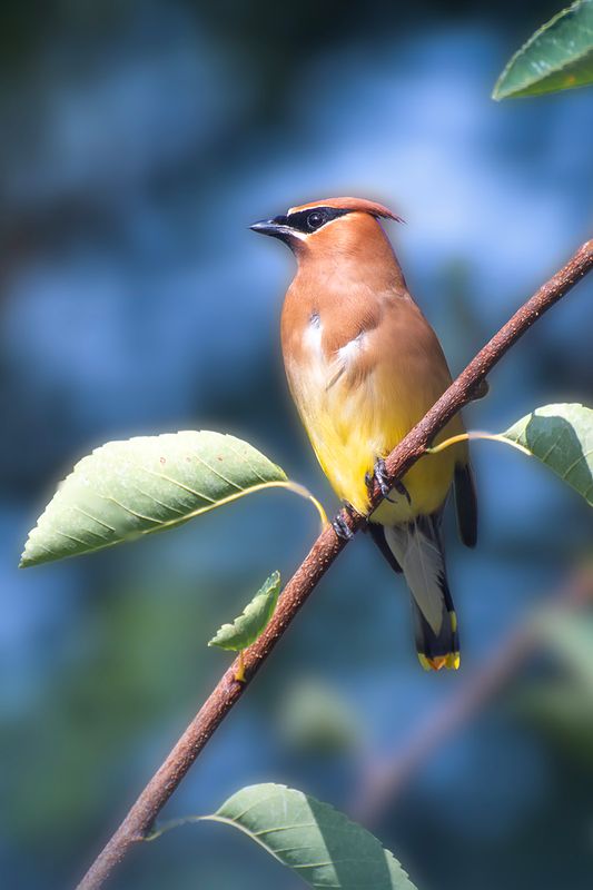 Various Birds