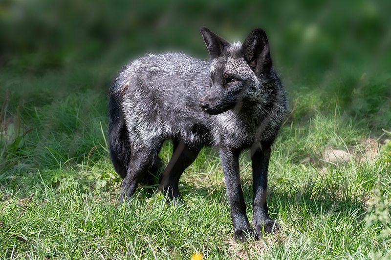 Red fox