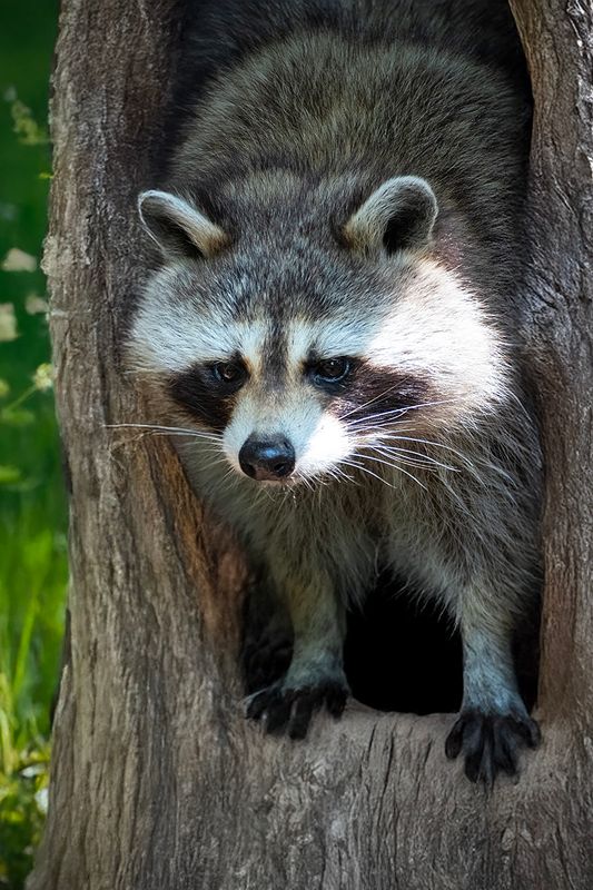 Mammals and Aquatic Wildlife