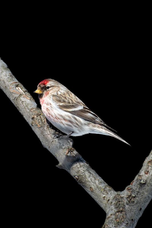 Common Redpoll