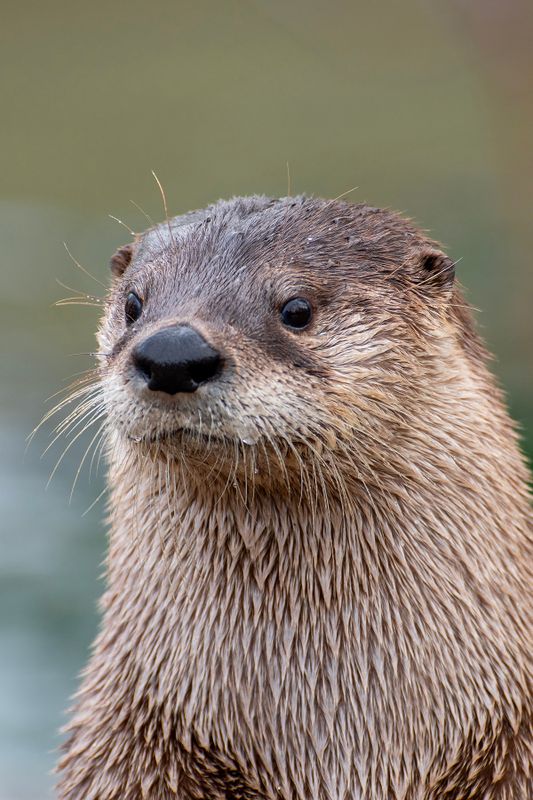 Mammals and Aquatic Wildlife