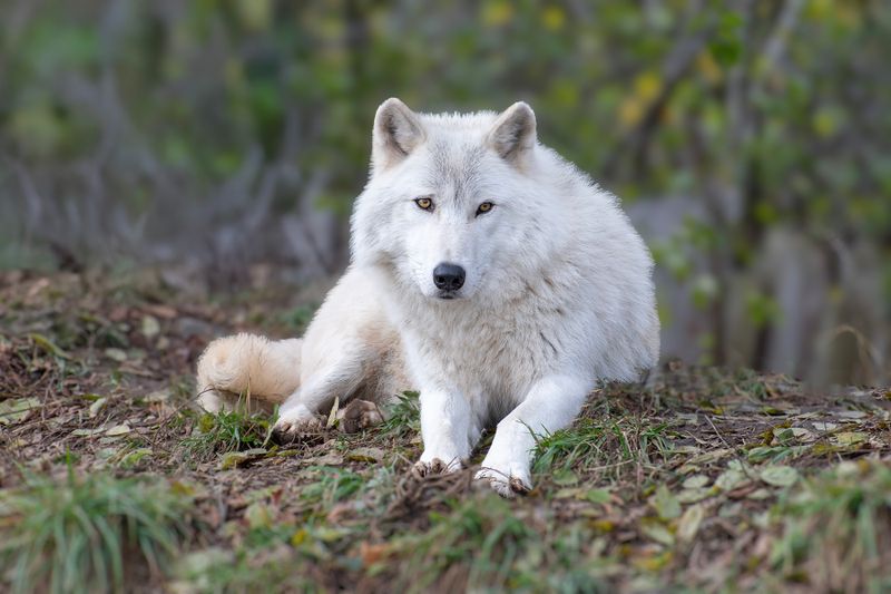 Mammals and Aquatic Wildlife