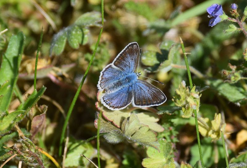 Puktrneblvinge (Polyommatus icarus)