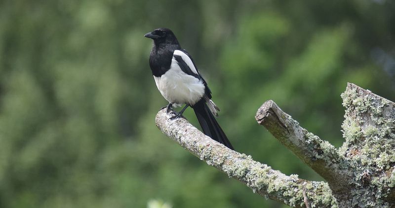 Skata (Pica pica)