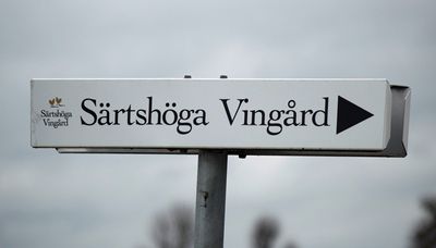Vineyard in stergtland