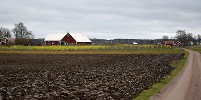 Vineyard in stergtland