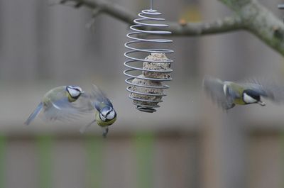 Bird feeding.   ( Start the sesang )