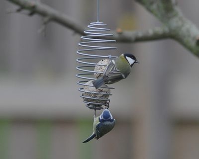 Bird feeding.   ( Start the sesang )