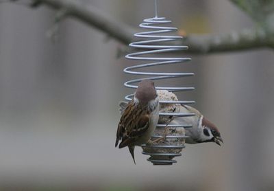Pilfink (Passer montanus) 