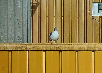 Medelhavstrut (Larus michahellis)