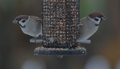 Pilfink (Passer montanus) 