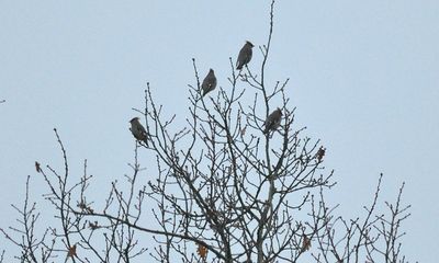 Sidensvans (Bombycilla garrulus)
