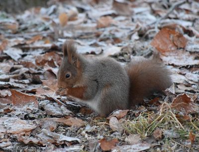 Ekorre (Sciurus vulgaris)