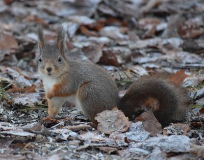 Ekorre (Sciurus vulgaris)