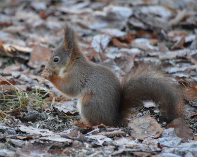 Mammals in Sweden