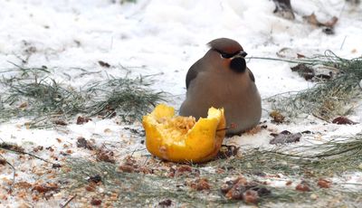 Sidensvans (Bombycilla garrulus)