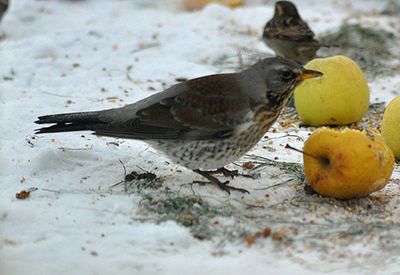 Bjrktrast (Turdus pilaris)